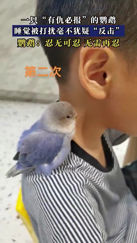 老虎钳！鹦鹉有仇必报，被打扰睡觉后反击