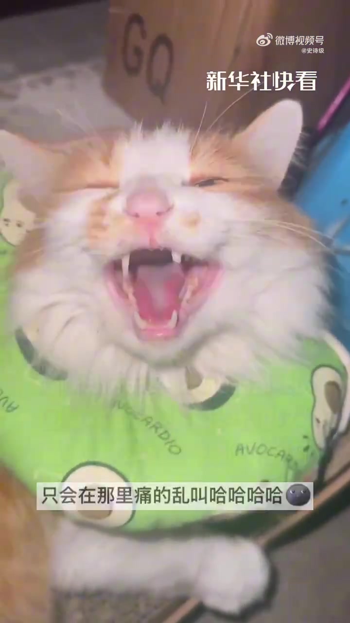 猫咪被咬伤回家长吁短叹，向主人诉委屈
