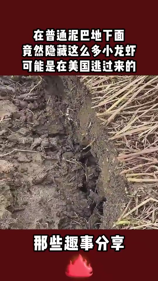 普通泥巴地下藏着超多小龙虾