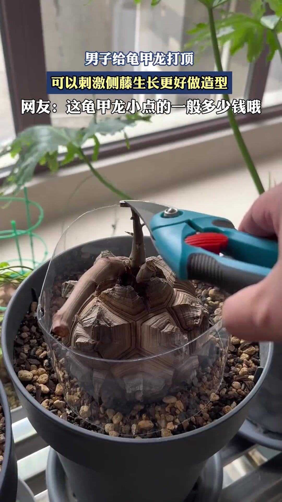 男子给龟甲龙打顶，可以刺激侧藤生长更好做造型！！！！