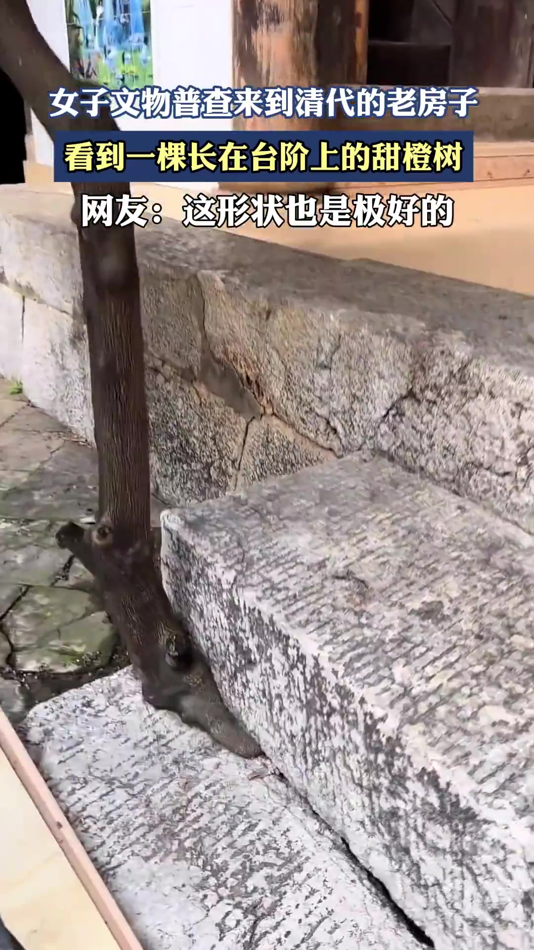 女子文物普查来到清代的老房子，看到一棵长在台阶上的甜橙树！
