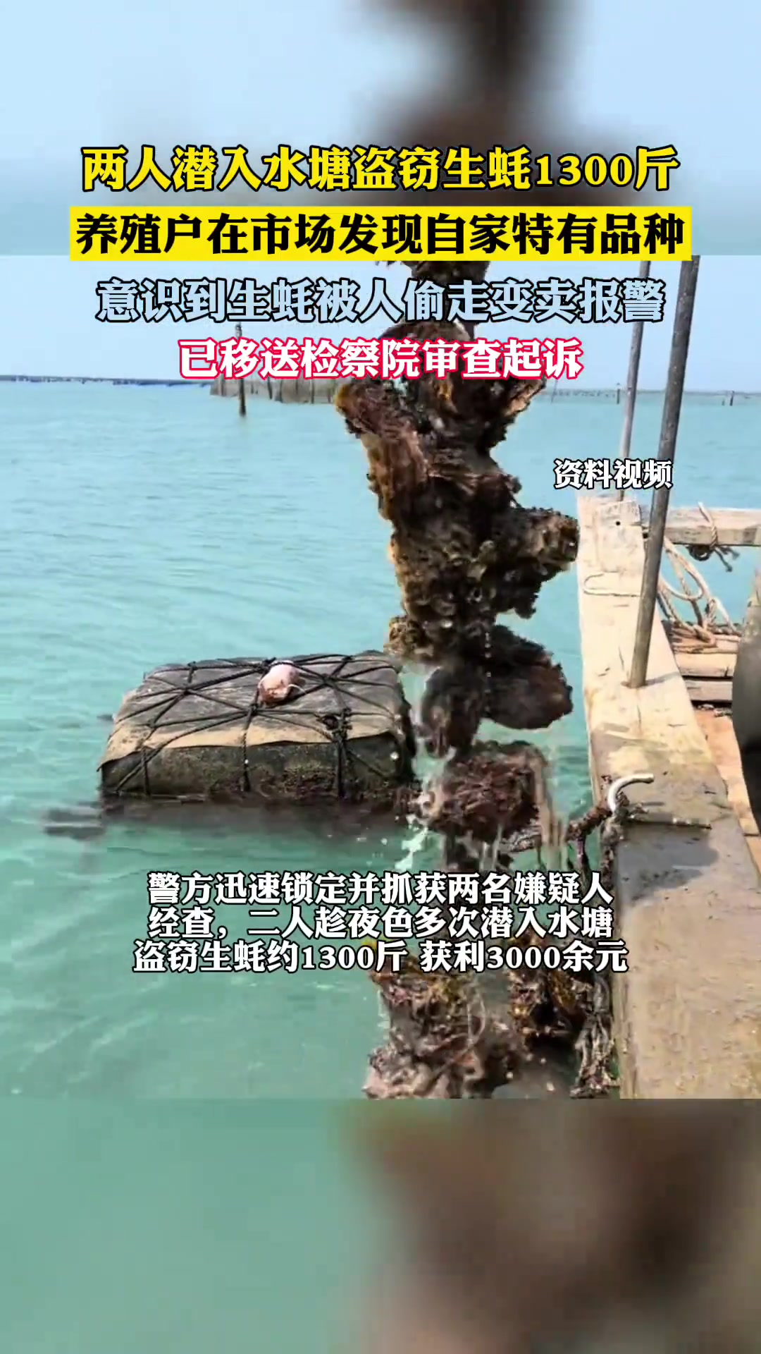 两人潜入水塘盗窃生蚝1300斤，后养殖户在市场发现是特有品种