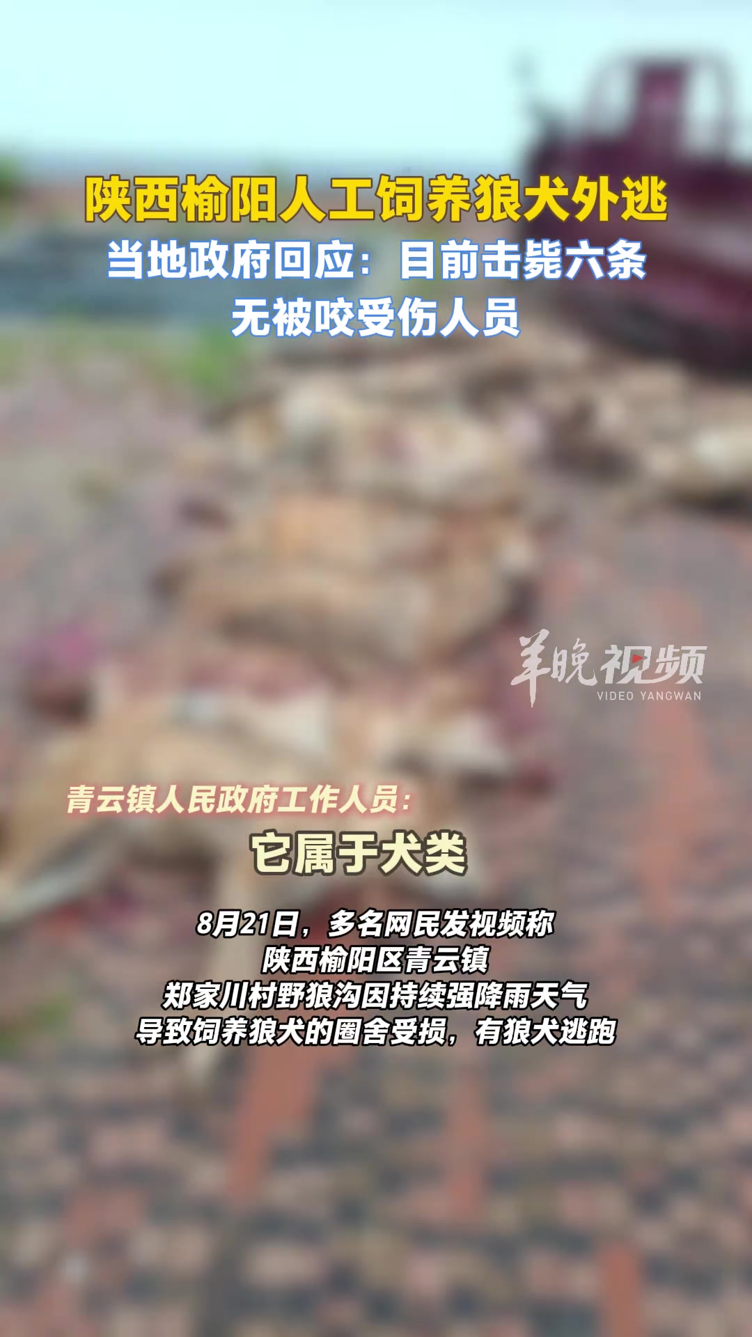 陕西榆阳人工饲养狼犬外逃，目前击毙六条