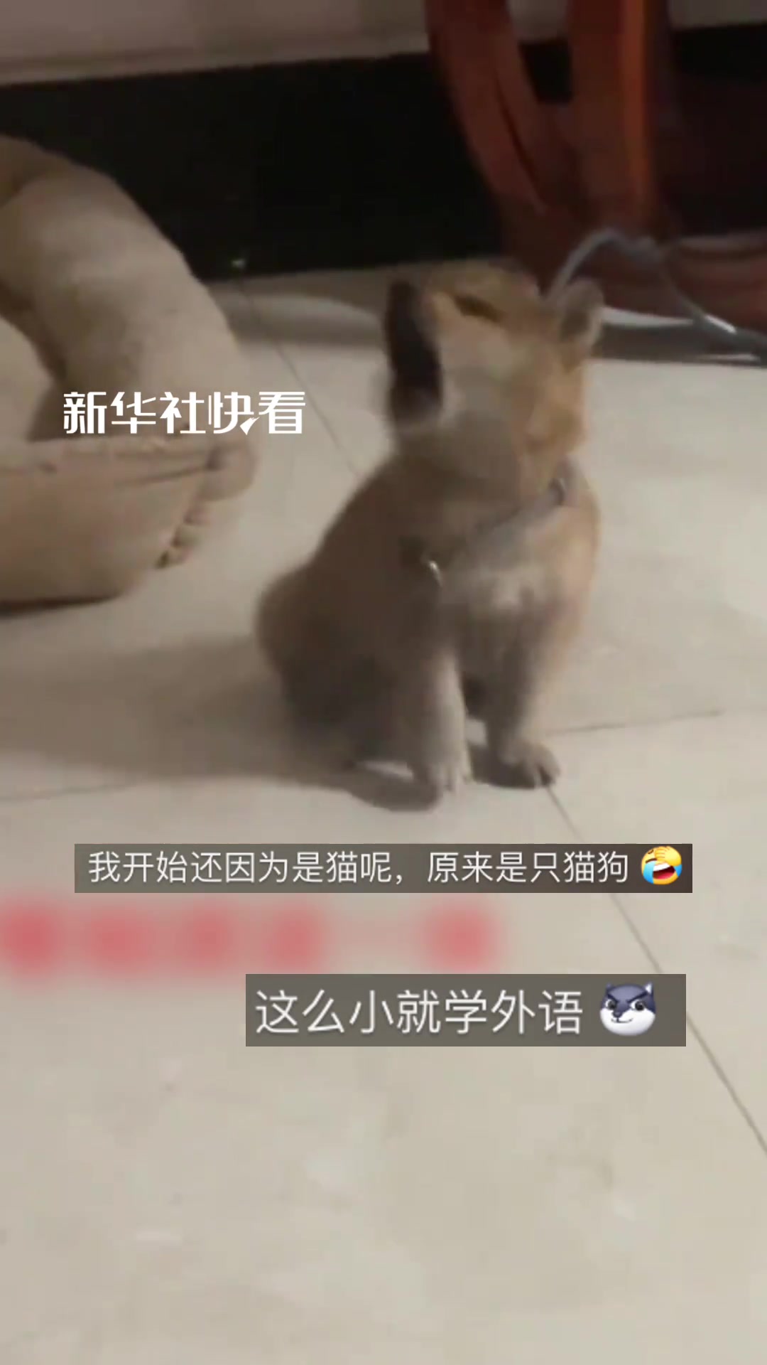 主人和小狗用“猫语”沟通，最后小狗已经沉浸在语言中，