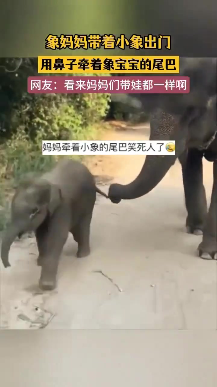 大象的带娃日常