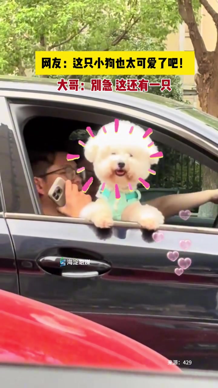 这么可爱的小狗，他居然有两只！