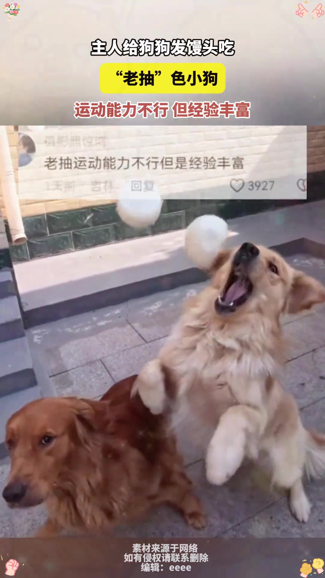 主人给狗狗发馒头吃