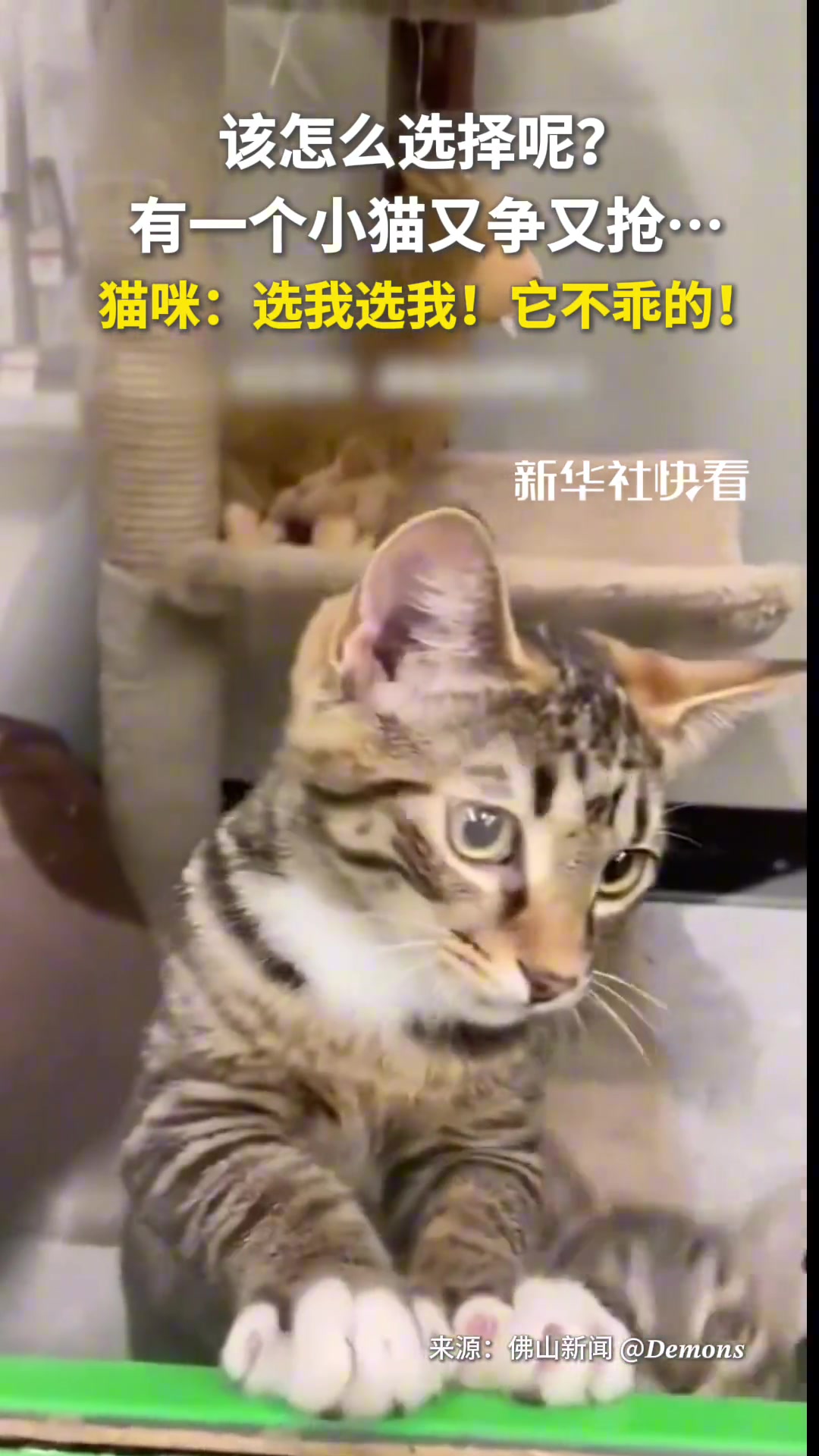 猫咪：选我选我！它不乖的！