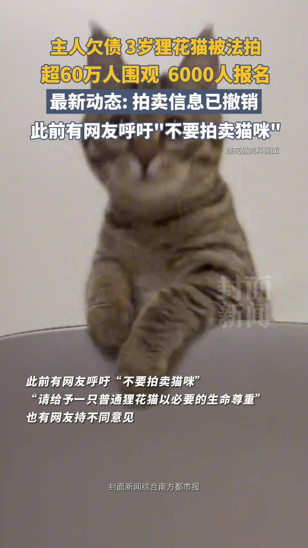 主人欠债，3岁狸花猫被法拍，超60万人围观、6000人报名