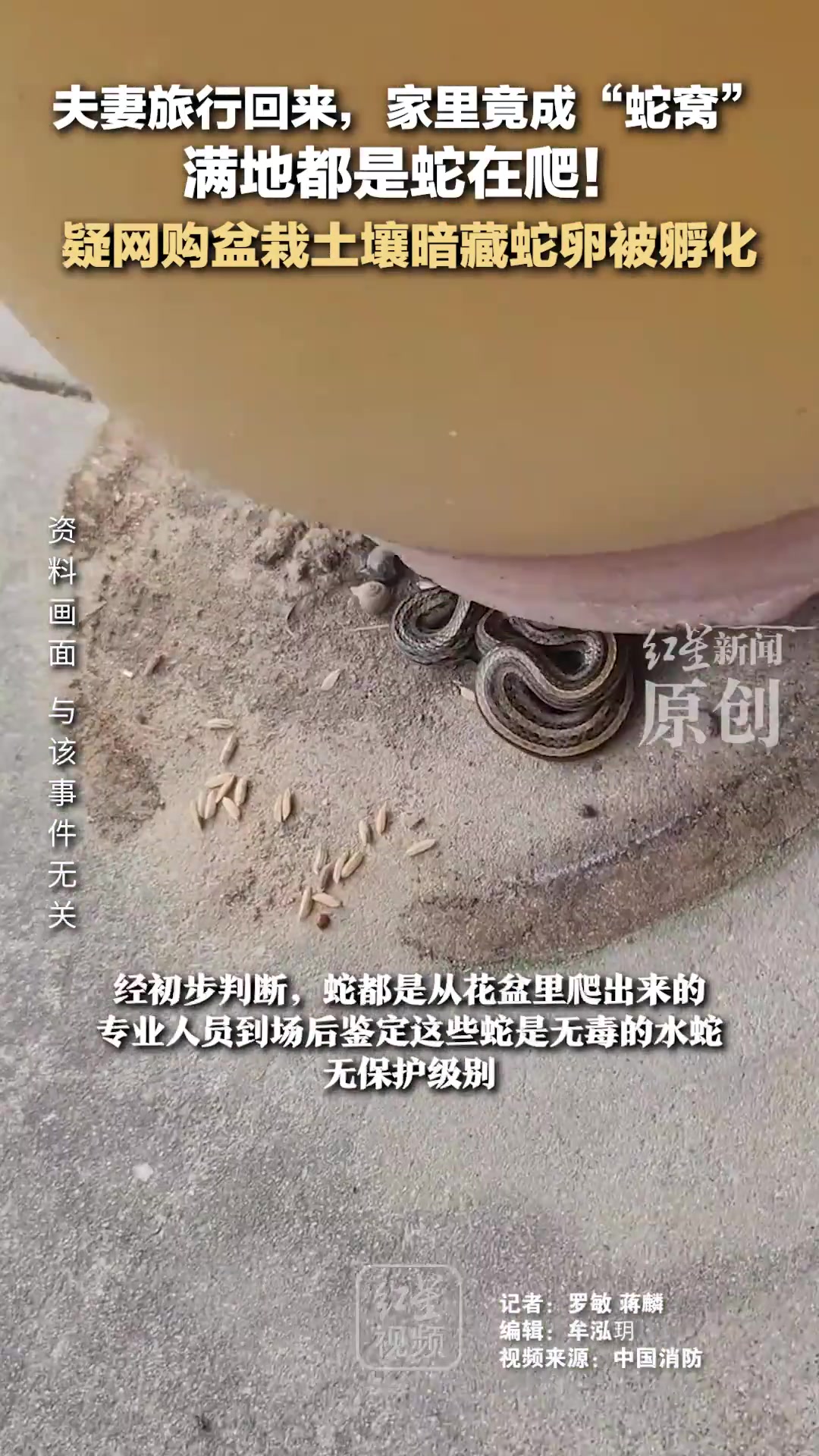 夫妻旅游回家客厅现多蛇，源自网购盆栽蛇卵孵化