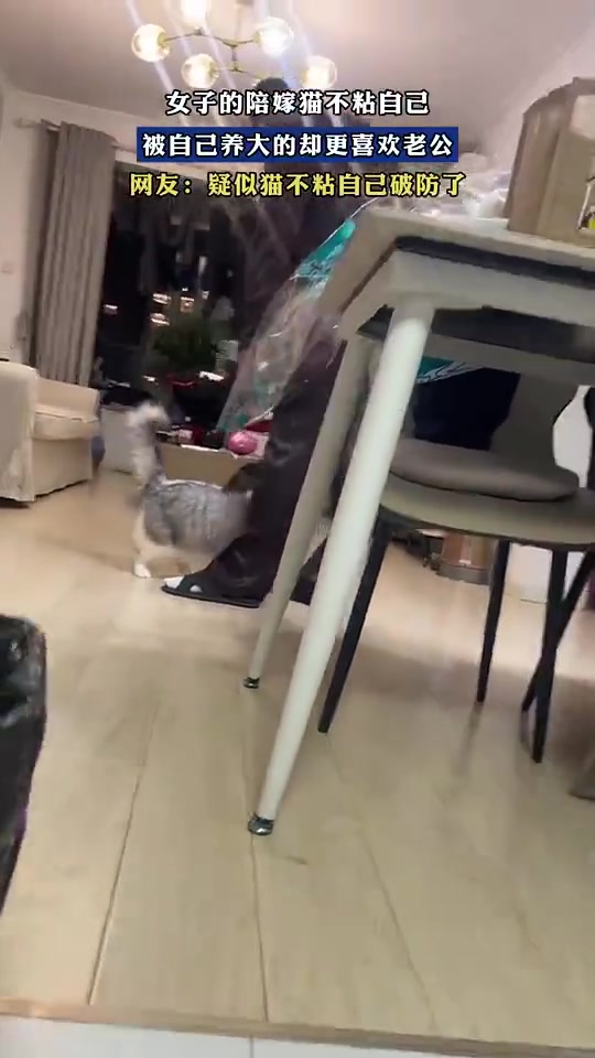 女子陪嫁猫不粘自己，猫却更喜欢老公