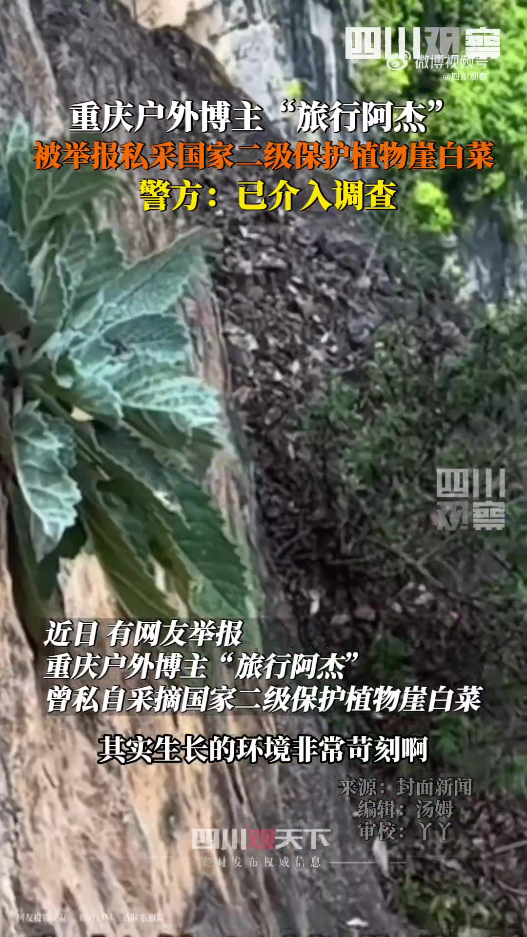 重庆博主私采二级保护植物崖白菜，警方已介入