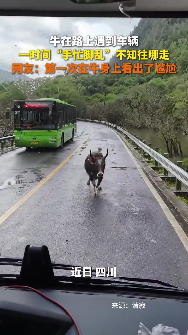 网友：第一次在牛身上看出了尴尬