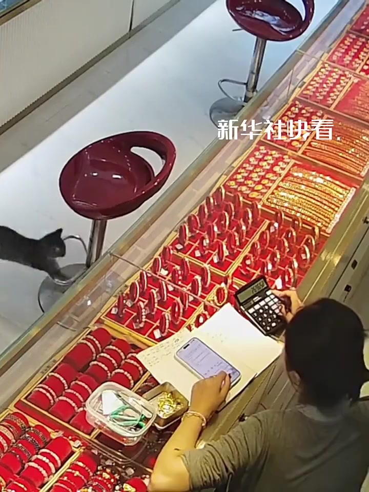 小猫咪起跳失败后被笑，瞬间尴尬到无所适从