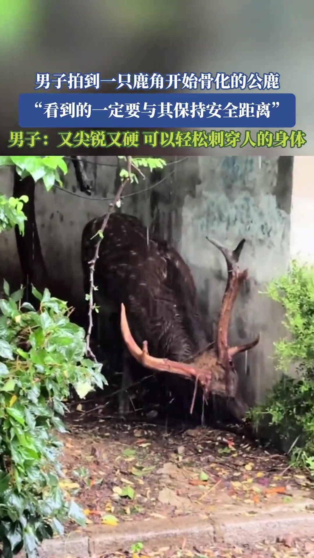 男子拍到一只鹿角开始骨化的公鹿，看到的一定要与其保持安全距离