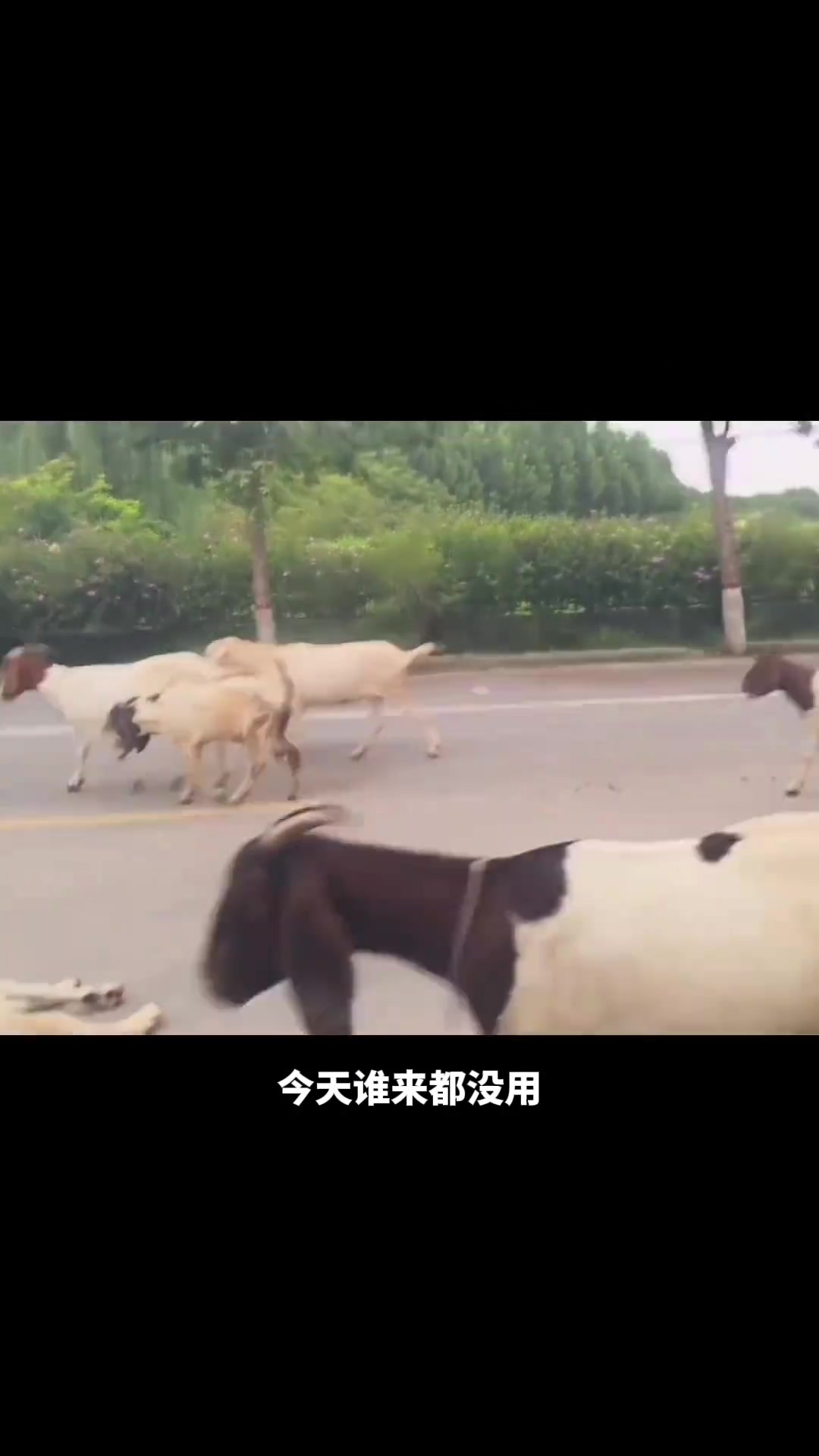 这螃蟹战斗力十足！