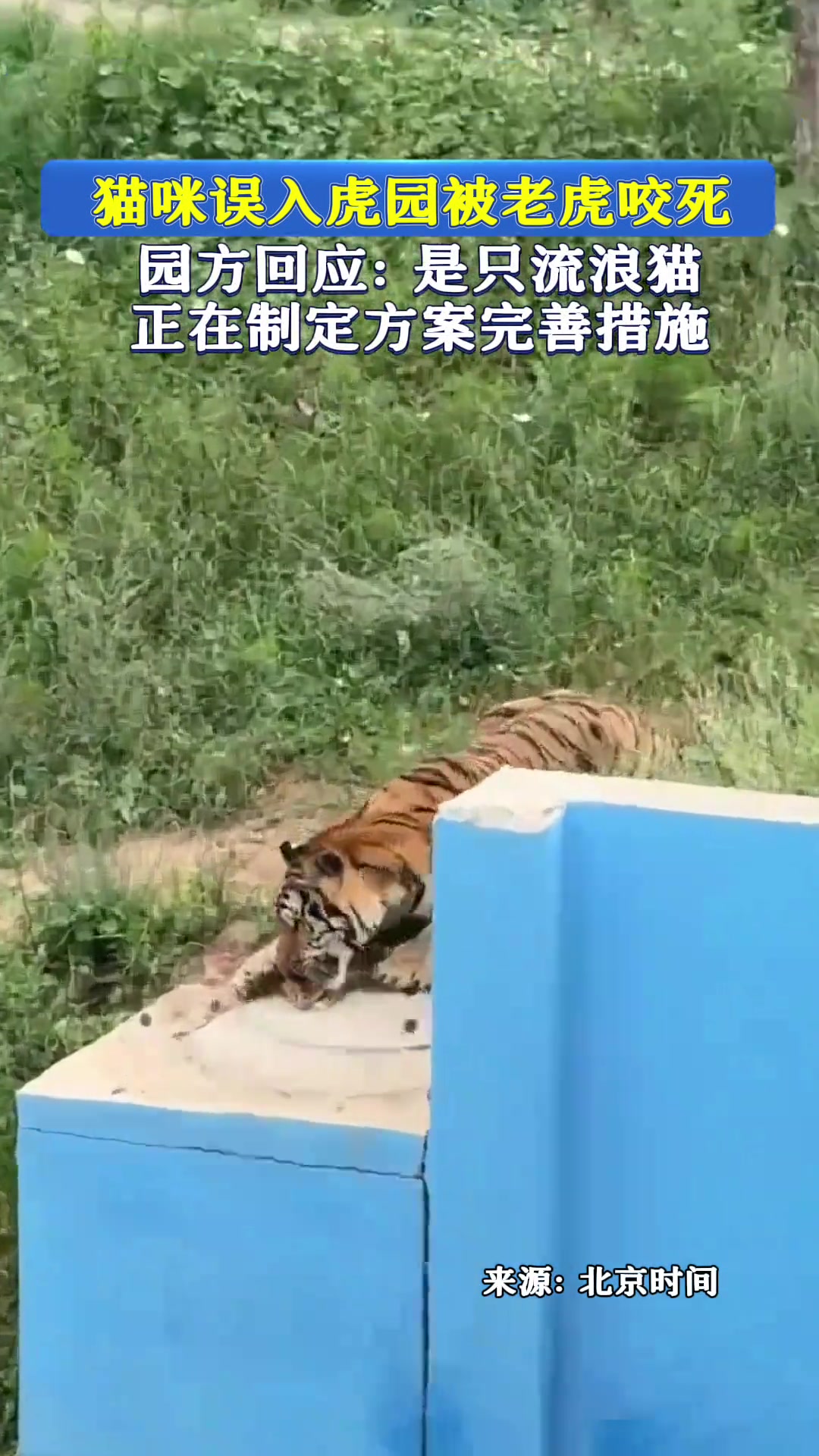 猫咪误入虎园被老虎咬死！