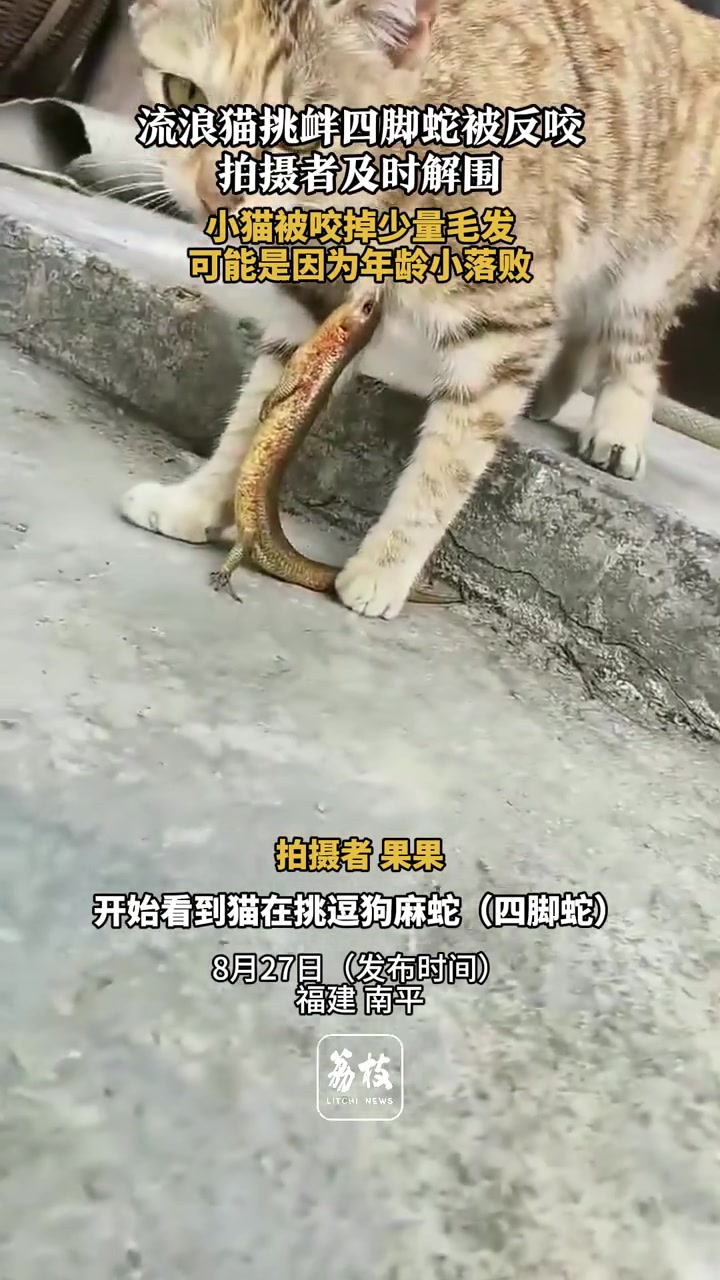 流浪猫挑衅四脚蛇被反咬！