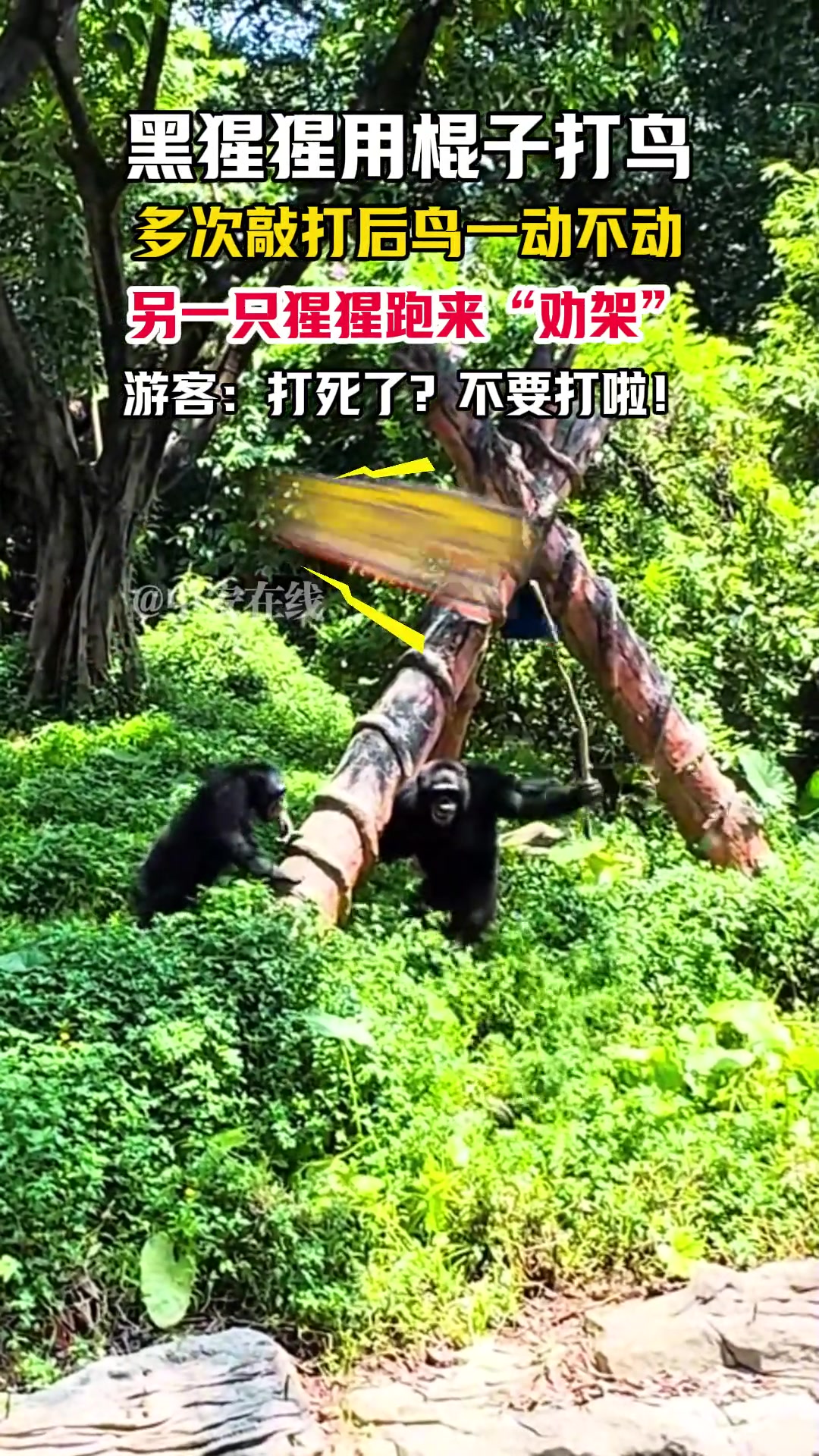 黑猩猩用棍子打鸟...另一只猩猩赶忙跑来劝架