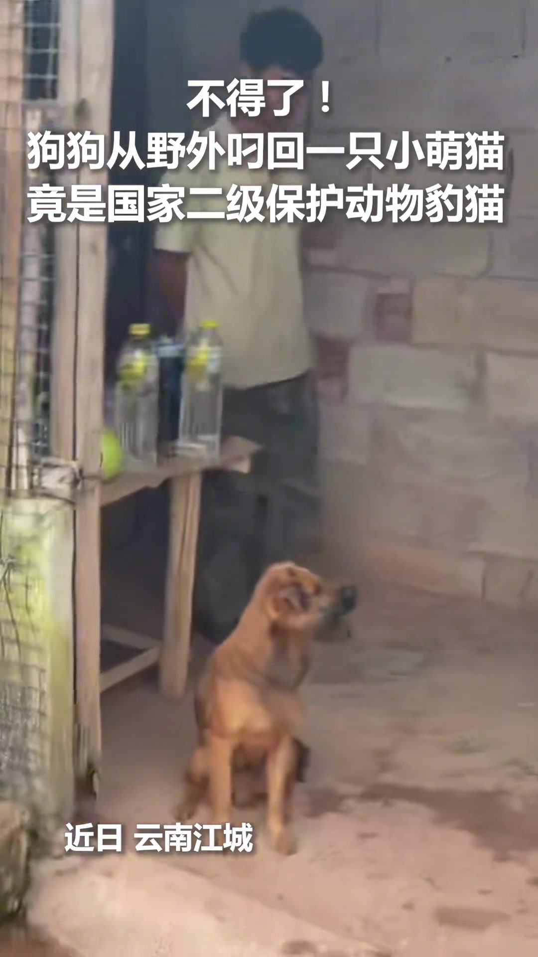 狗狗从野外叼回一只小萌猫，竟是国家二级保护动物豹猫..