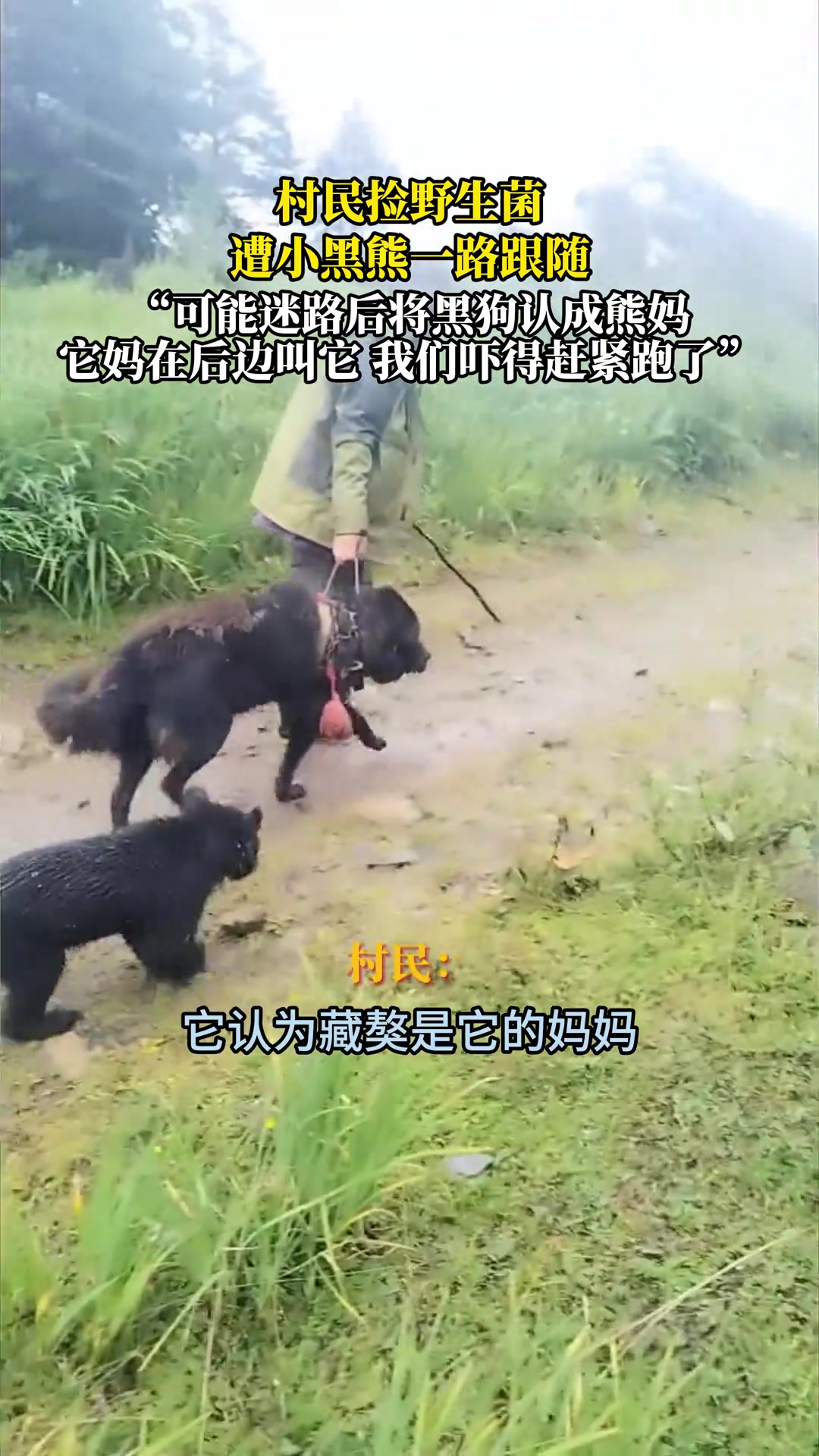村民捡野生菌，遭小黑熊一路跟随，可能迷路后将黑狗当成妈妈