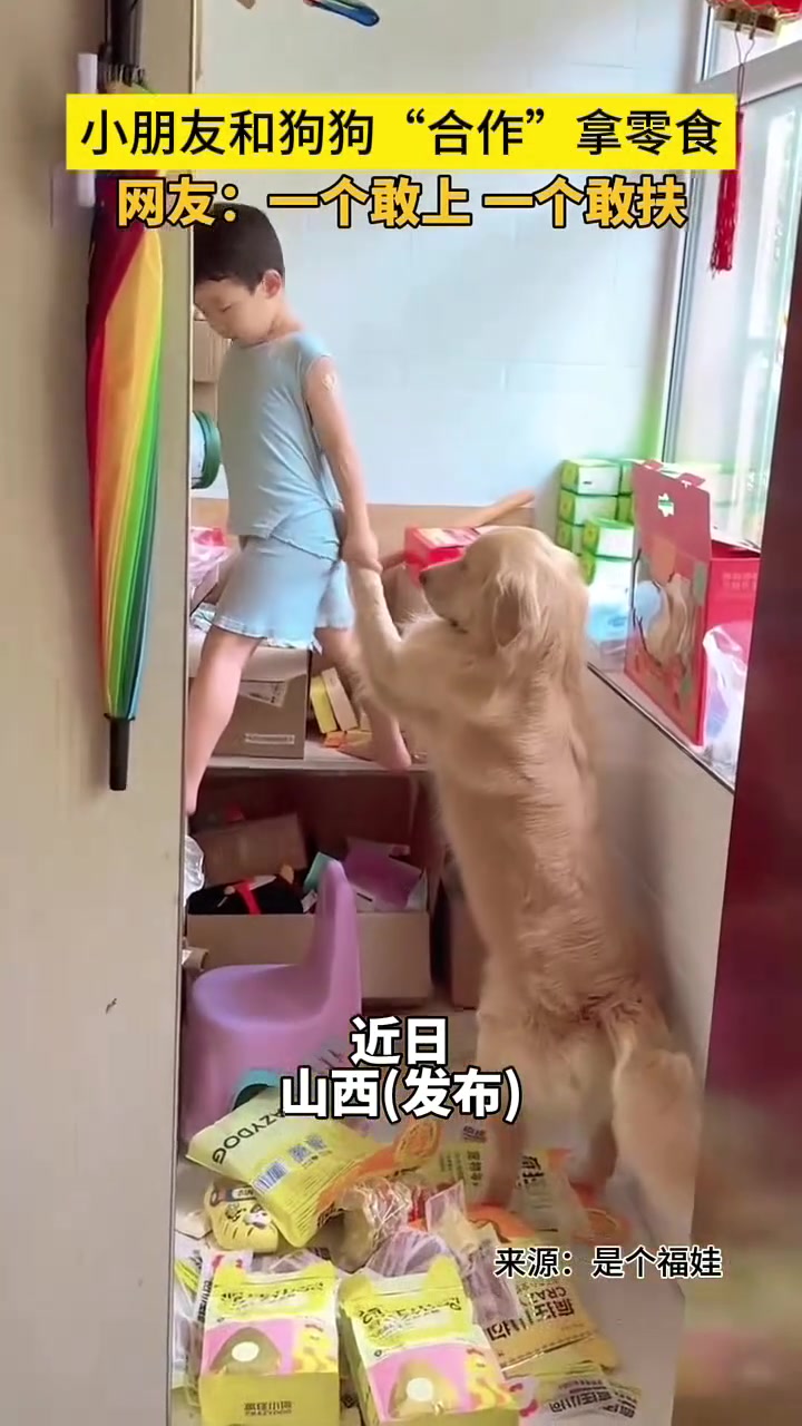 小朋友和狗狗合作拿零食，一个敢上一个敢扶