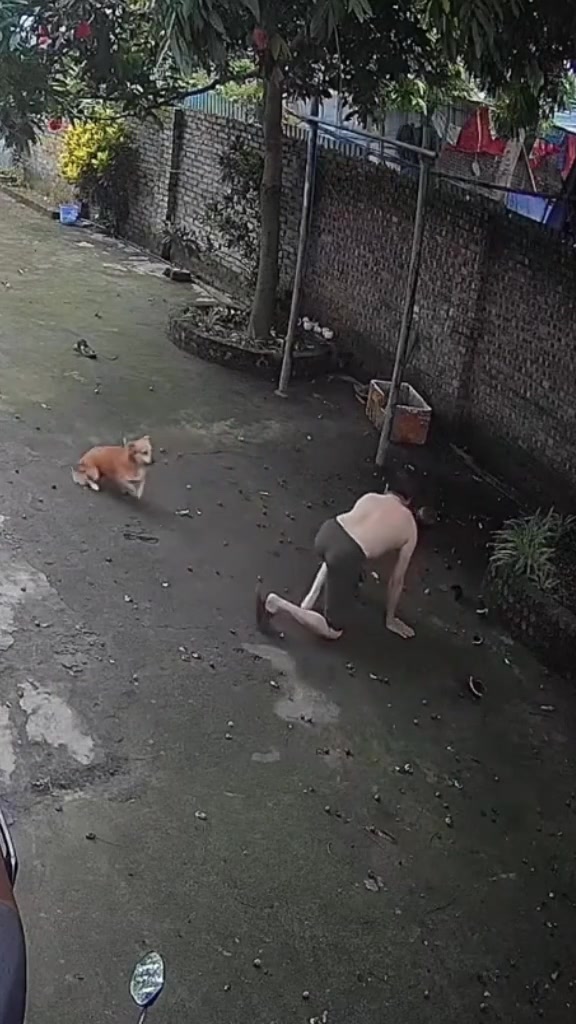 两只狗子互相追赶，把主人撞到鞋子都飞出去老远