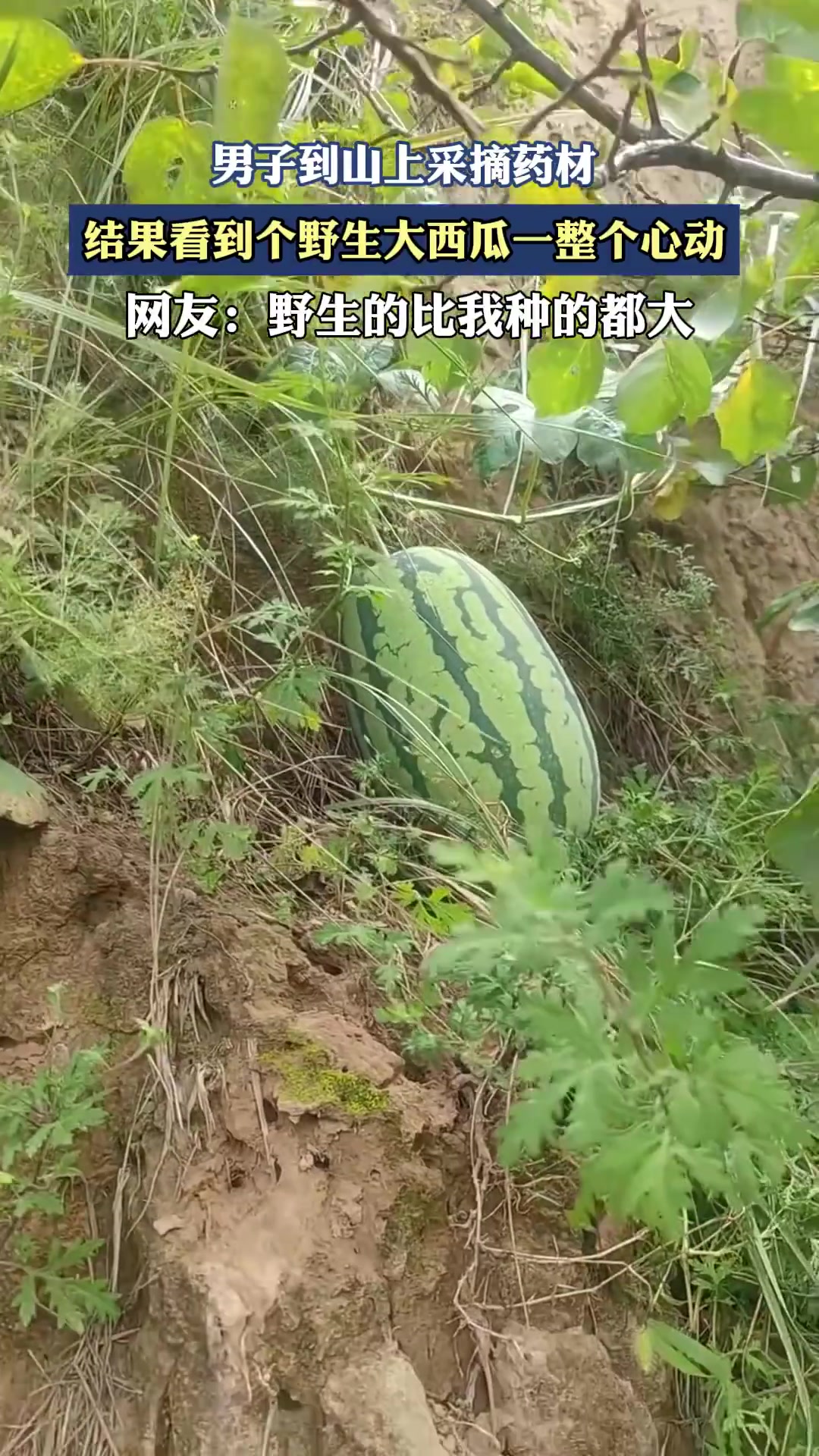 男子到山上采摘药材，结果看到个野生大西瓜一整个心动！