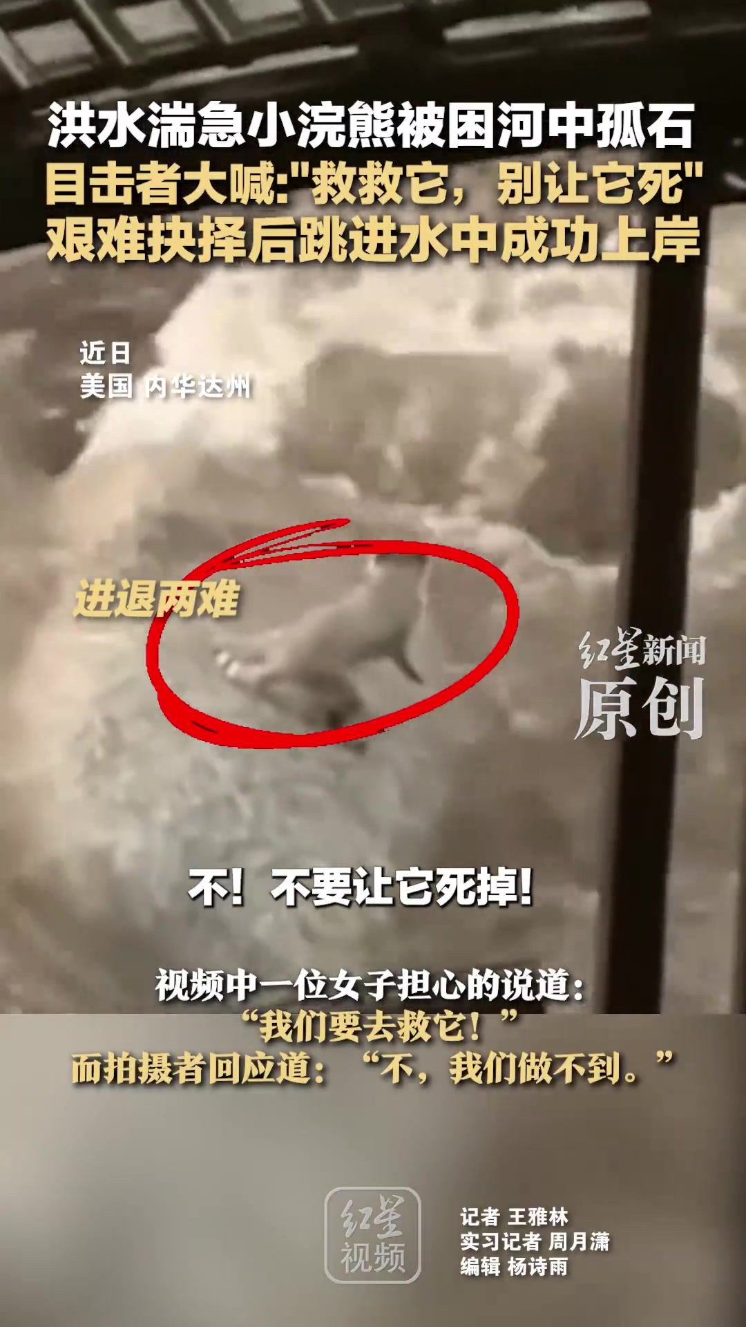 洪水中被困小浣熊跳进水中成功上岸