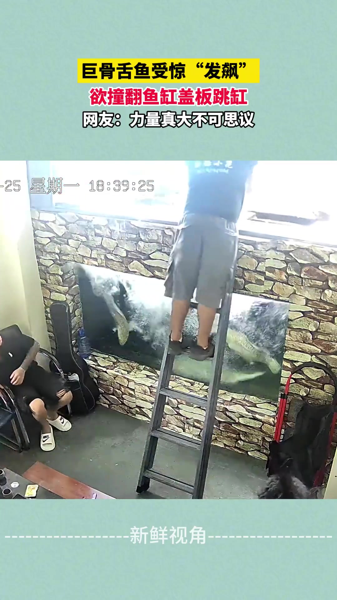 巨骨舌鱼受惊“发飙”欲撞翻鱼缸盖板跳缸