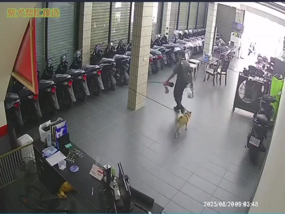 没错，确认是柴犬