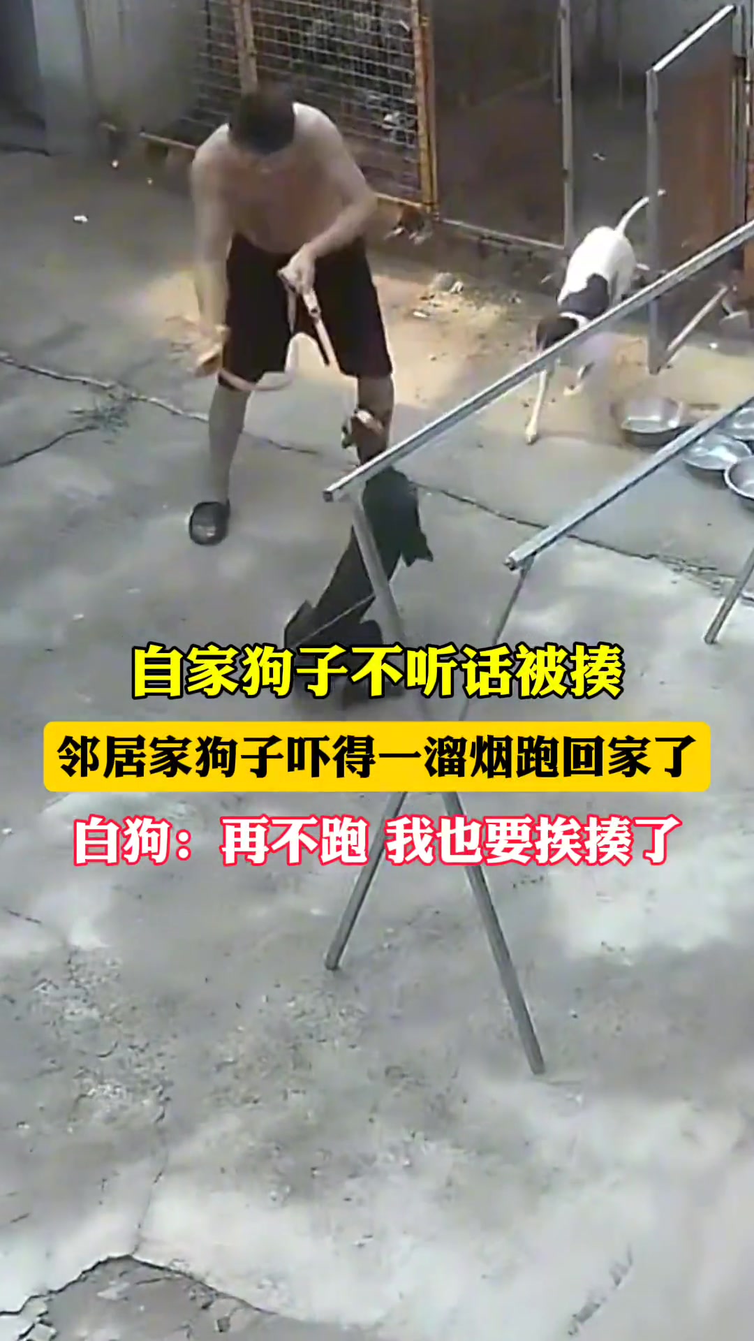 自家狗子不听话被揍，邻居家狗子看到后，吓得一溜烟的跑回家了