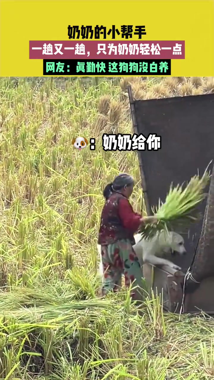 奶奶的小帮手，一趟又一趟，只为奶奶轻松一点