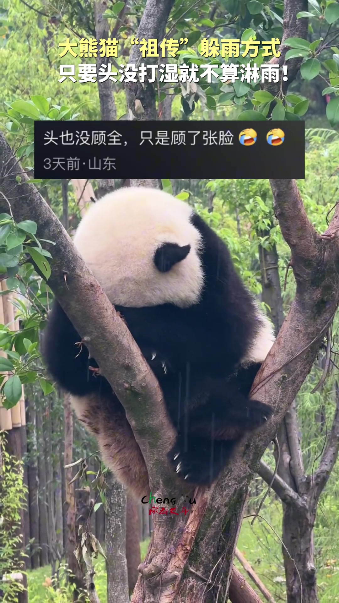 大熊猫“祖传”躲雨方式：只要头没打湿就不算淋雨！