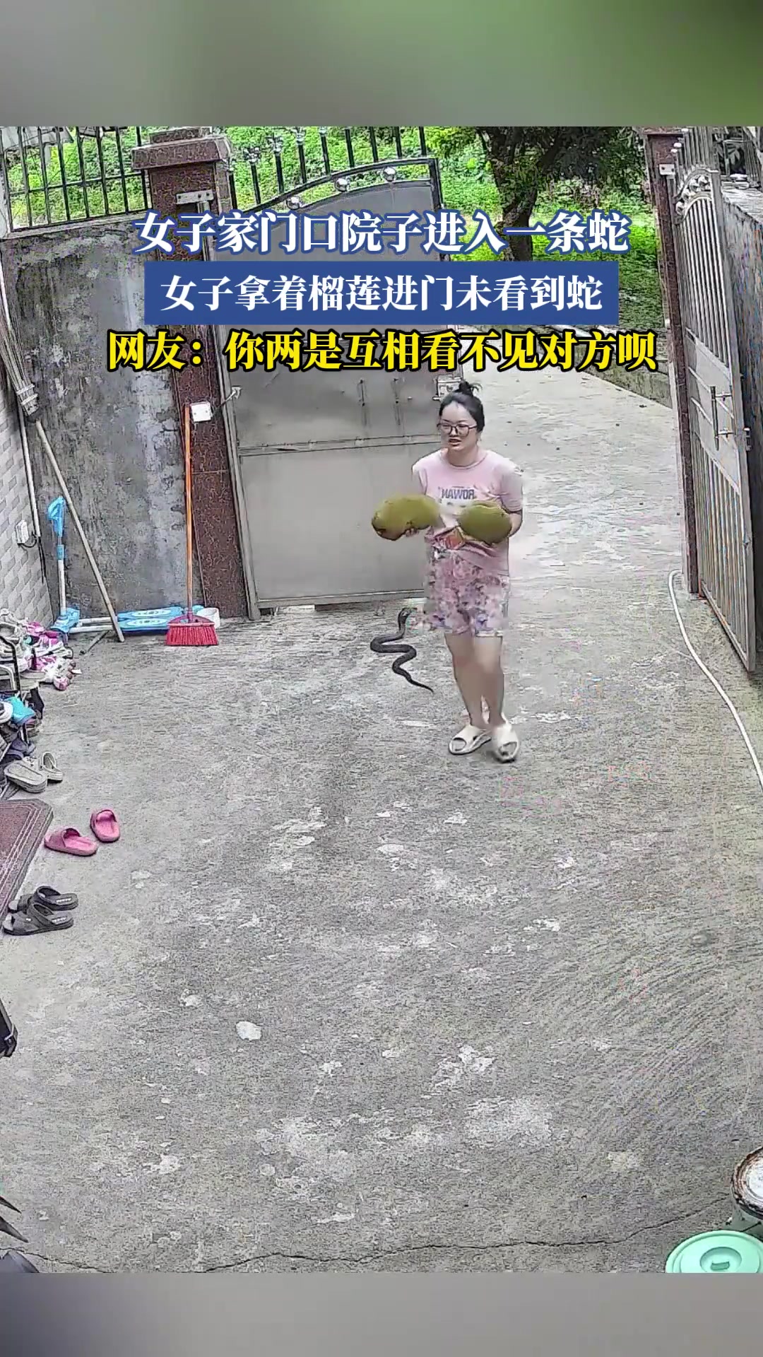 女子家门口院子进入一条蛇，女子拿着水果进门未看到蛇