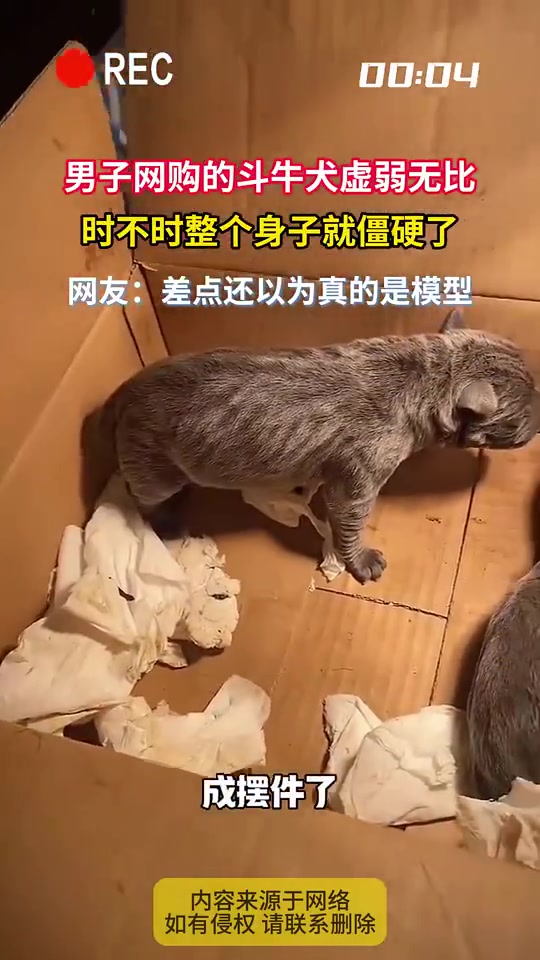男子网购斗牛犬，虚弱还时不时僵硬！