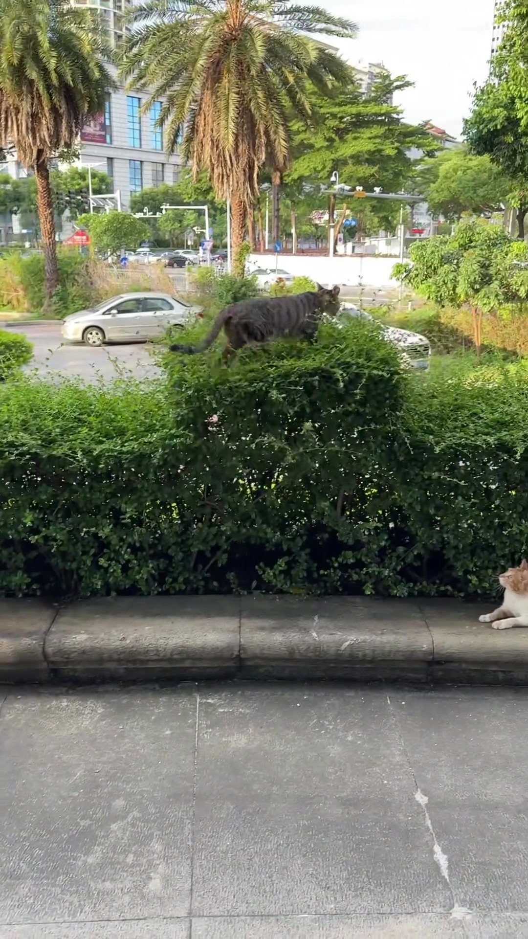 猫咪也是会选地方躺！知道这里舒服