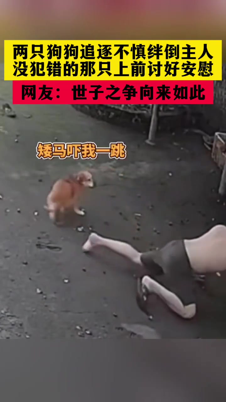 两只狗狗追逐不慎绊倒主人，没犯错的那只上前讨好安慰