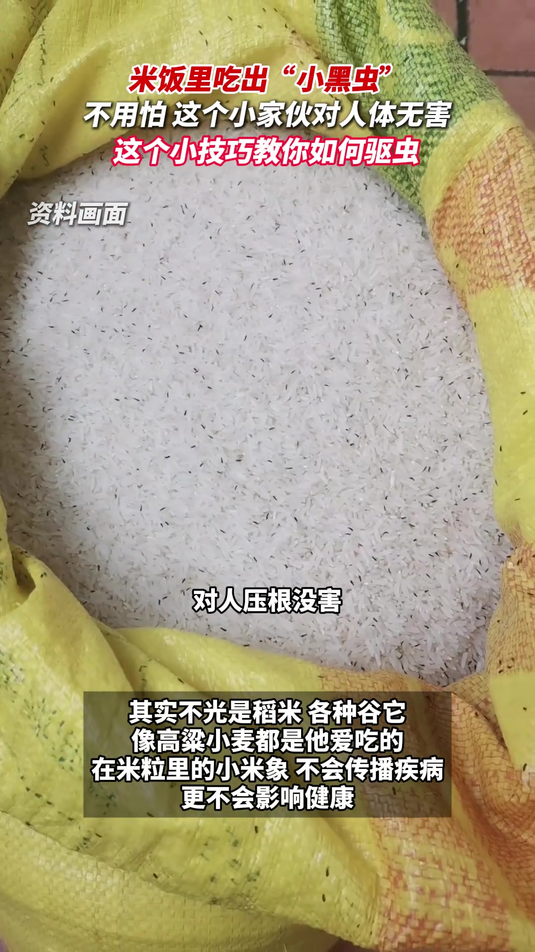 米饭里吃出小黑虫别扔！是米象，对人体无害