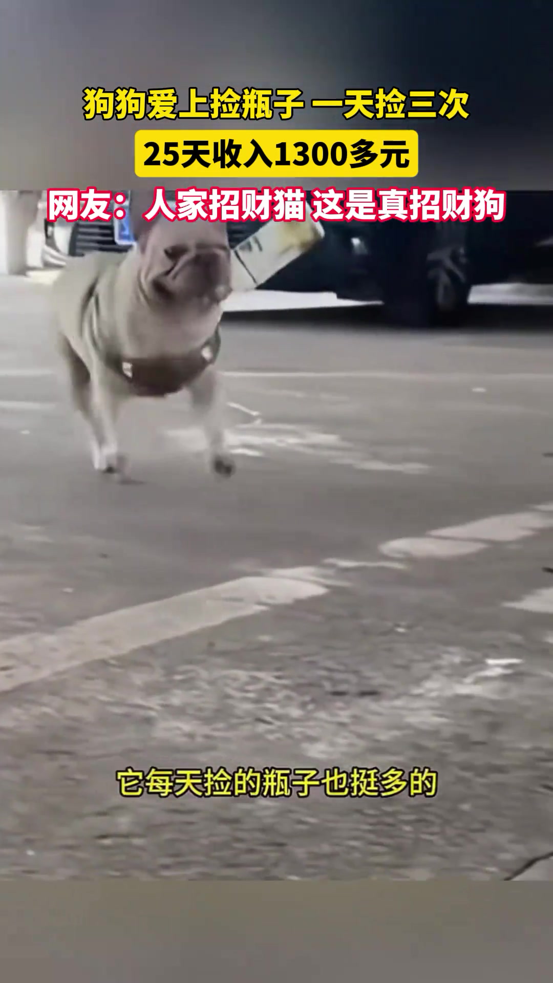 狗狗爱上捡瓶子，一天捡三次