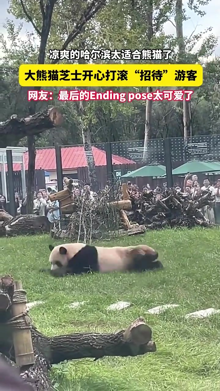 凉爽的哈尔滨太适合熊猫了，快看“芝士”的开心生活！