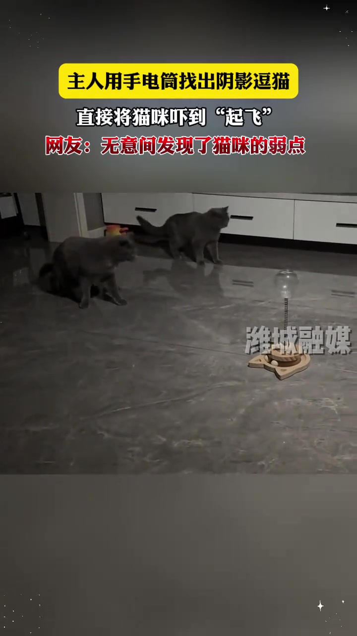 网友：无意间发现了猫咪的弱点