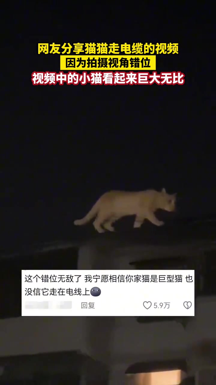 网友分享猫猫走电缆的视频