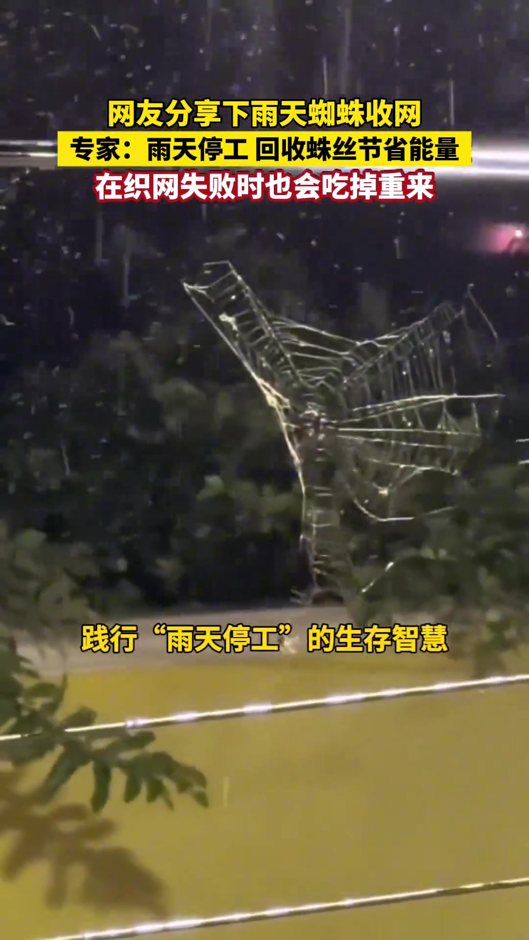 网友分享下雨天蜘蛛收网，专家：雨天停工、回收蛛丝节省能量