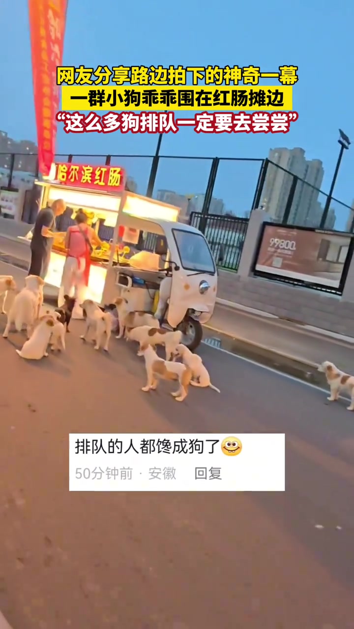 网友分享路边拍下的神奇一幕，一群小狗乖乖围在红肠摊边