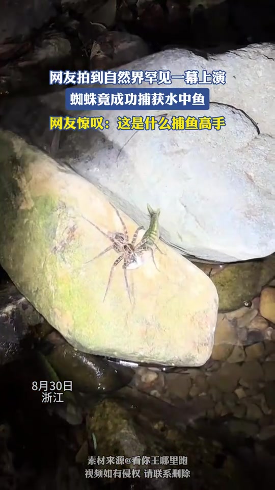 网友拍到自然界罕见一幕，蜘蛛竟成功捕获水中鱼