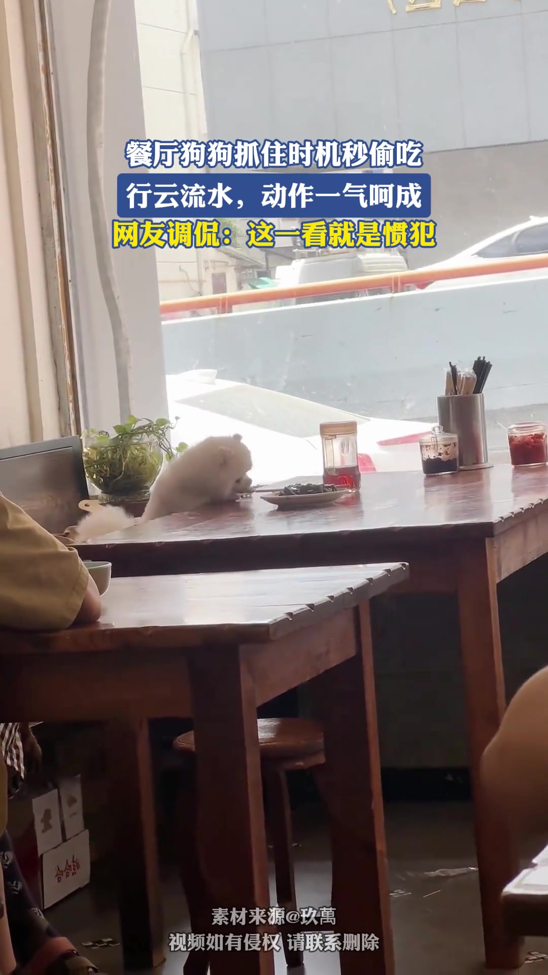 餐厅狗狗抓住时机秒偷吃，行云流水，动作一气呵成
