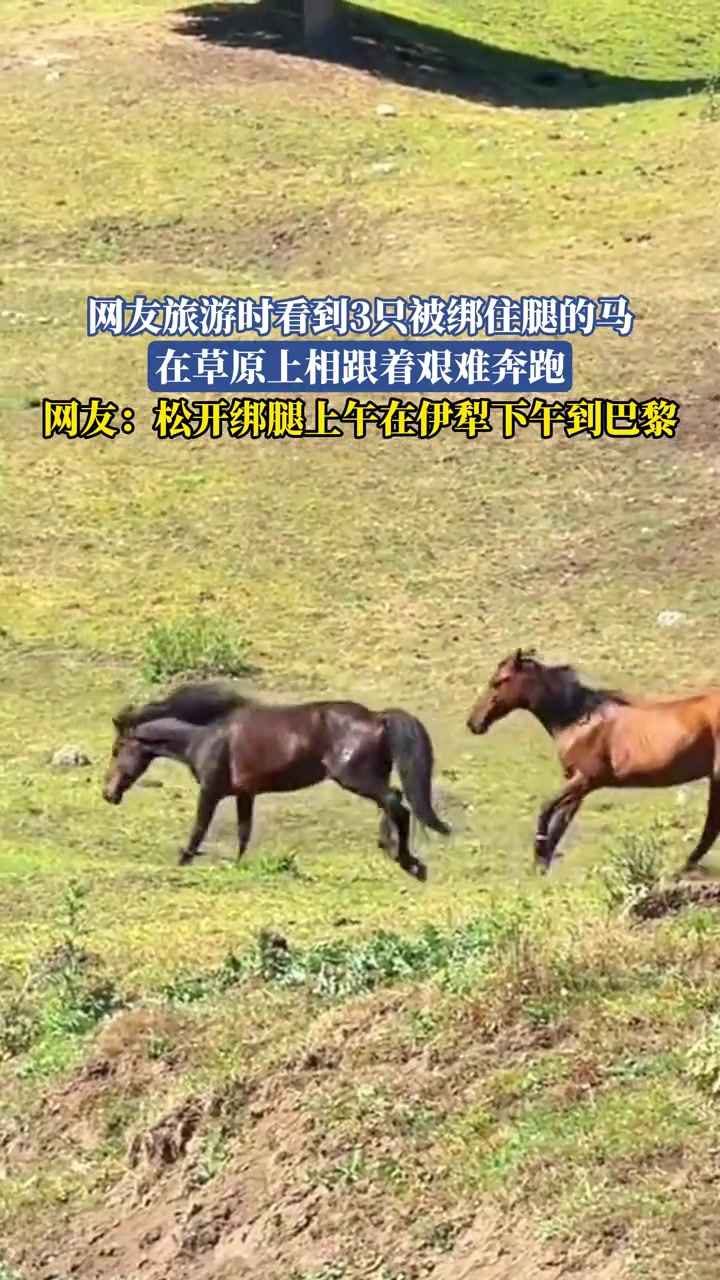 网友旅游时看到3只被绑住腿的马，在草原上相跟着艰难奔跑