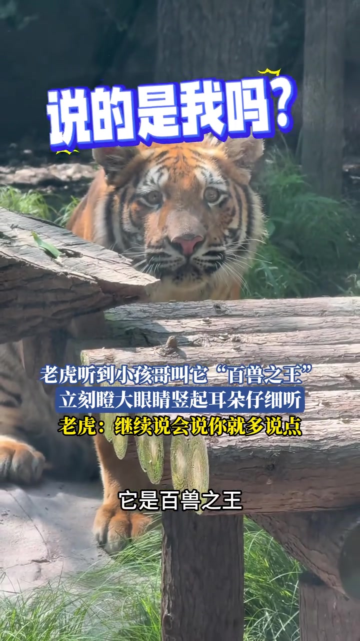 老虎听到小孩哥叫它百兽之王立刻瞪大眼睛竖起耳朵仔细听