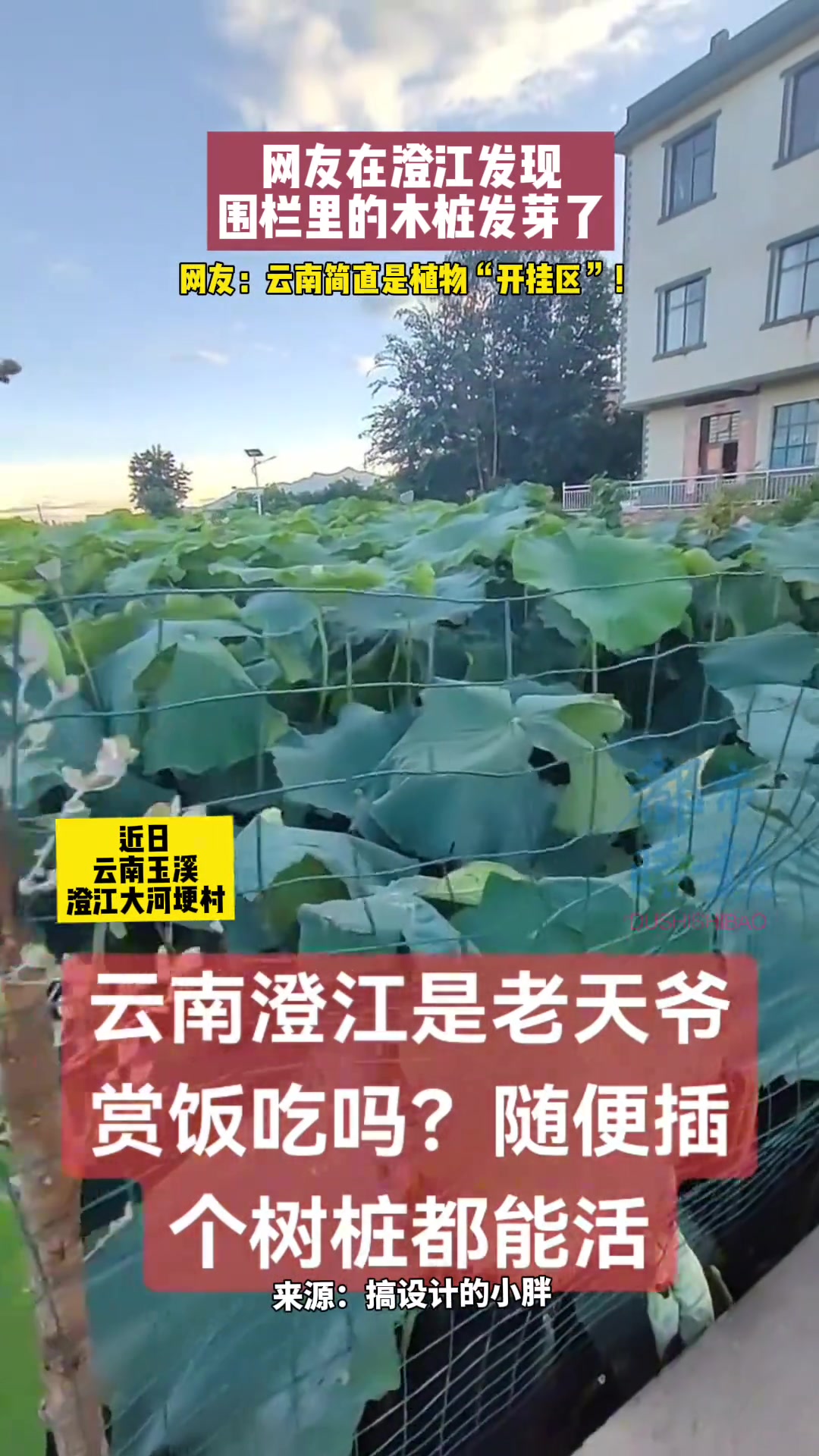 网友在澄江发现围栏里的木桩发芽了